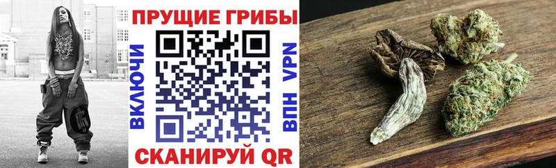 закладка  блэк спрут ссылки  Псилоцибиновые грибы прущие грибы  Межгорье 